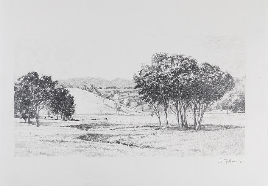 Red River Gums Drawing