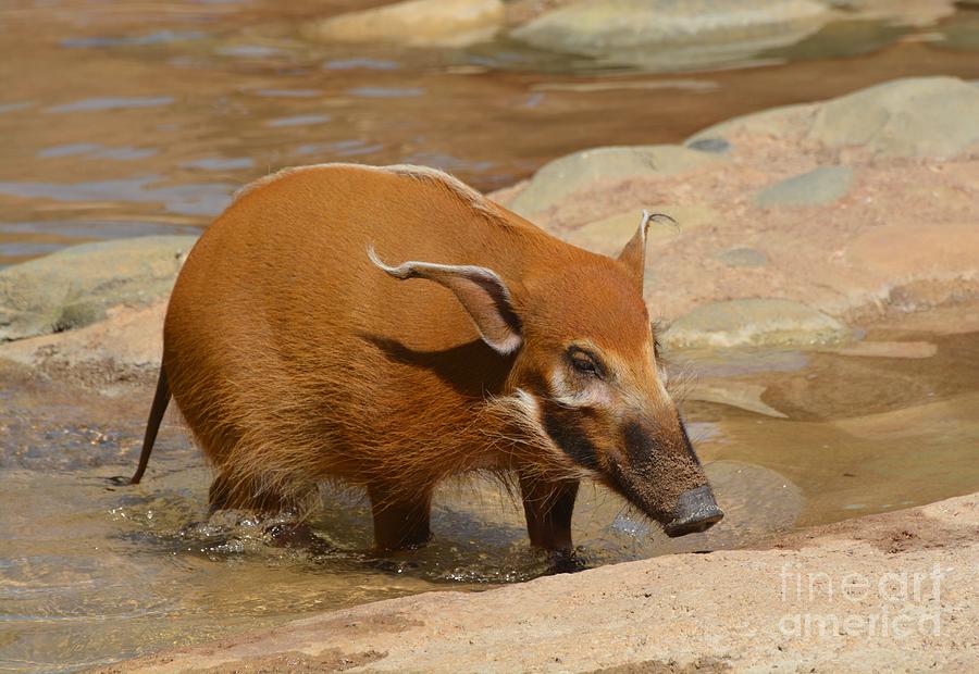 Red River Hog Photograph