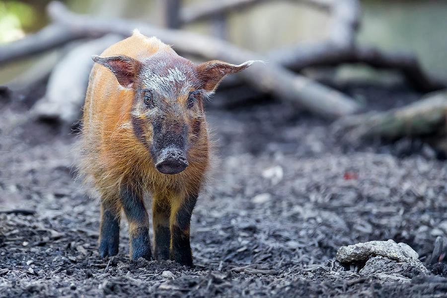 Red River Hog Photograph by Todd Ryburn
