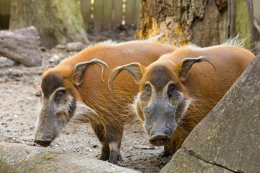 Red River Hogs Photograph by Allan Morrison