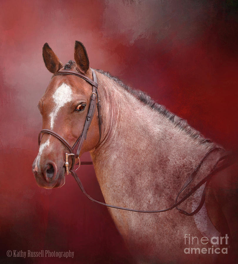 Red Roan Photograph by Kathy Russell