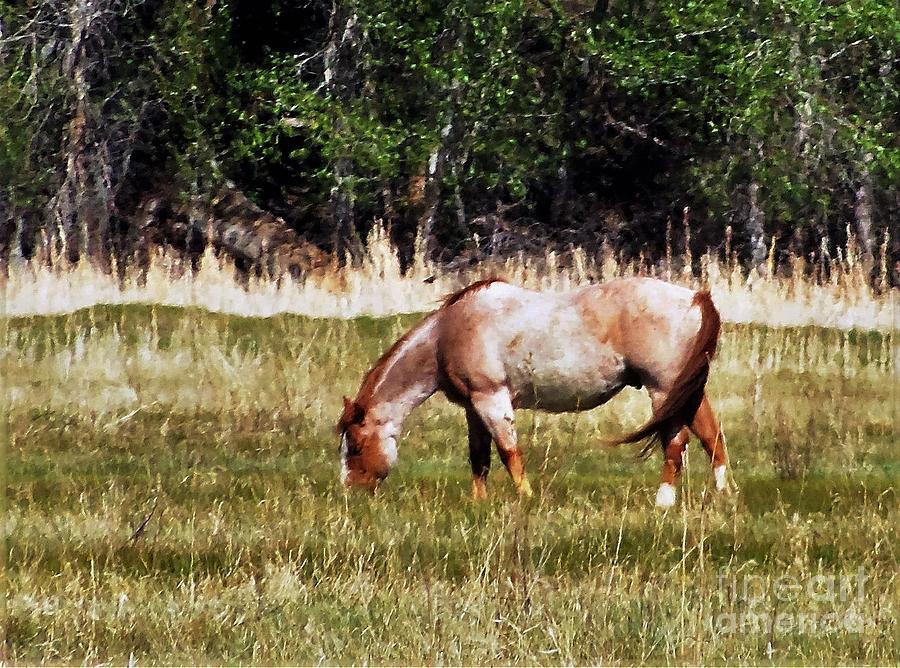Red Roan Photograph by Larry Campbell