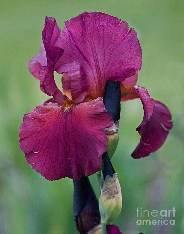 Iris Photograph - Red by Robert Pilkington
