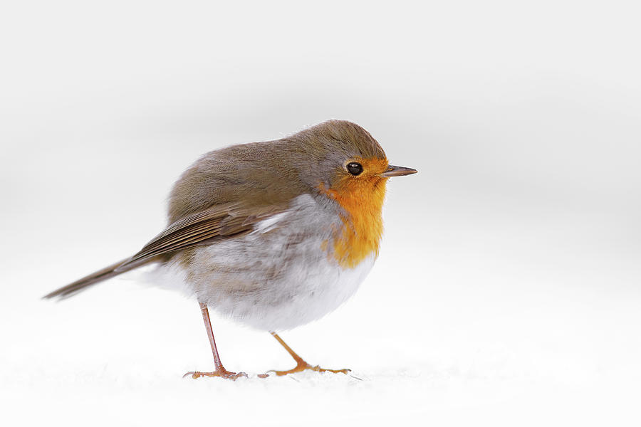 Animal Photograph - Red Robin in the White Snow by Roeselien Raimond