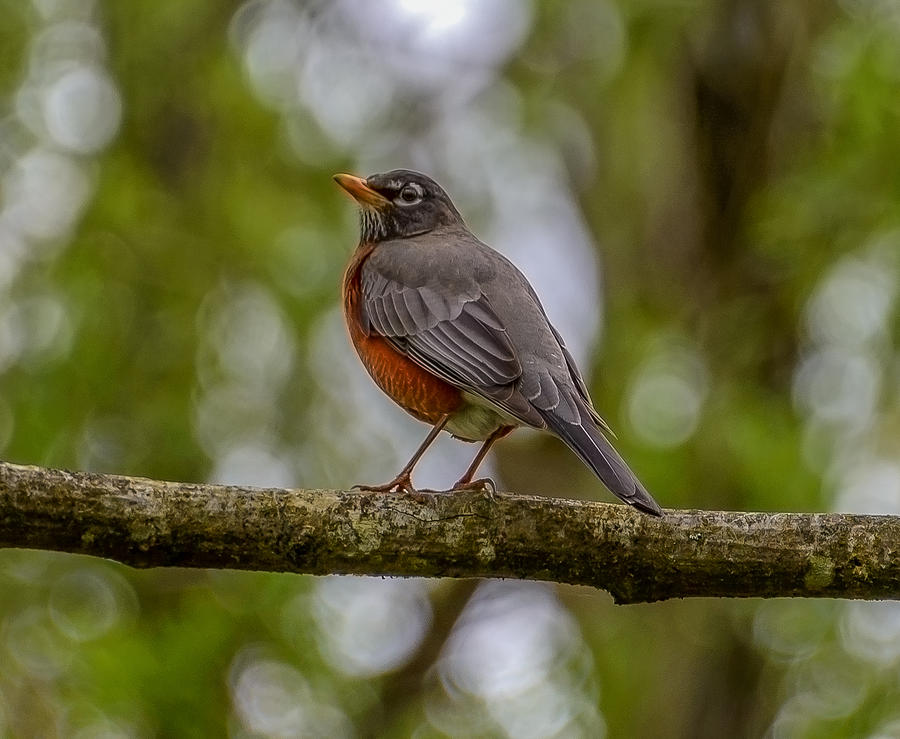 Red robin Photograph by Jerry Cahill