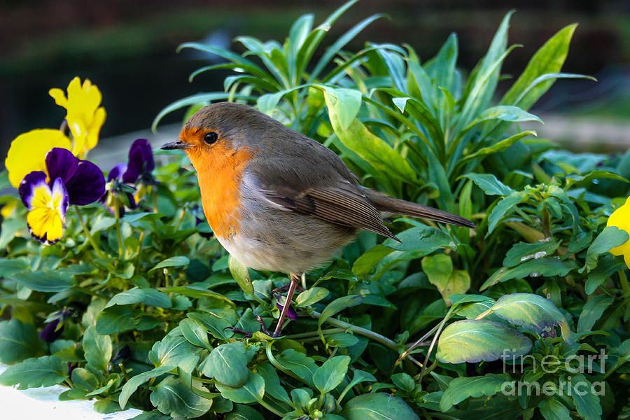 Robin Photograph - Red Robin by Linda Foakes