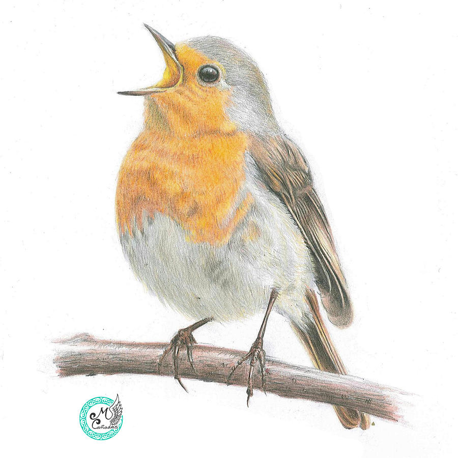 Red Robin Drawing by Manuel Canadas - Pixels