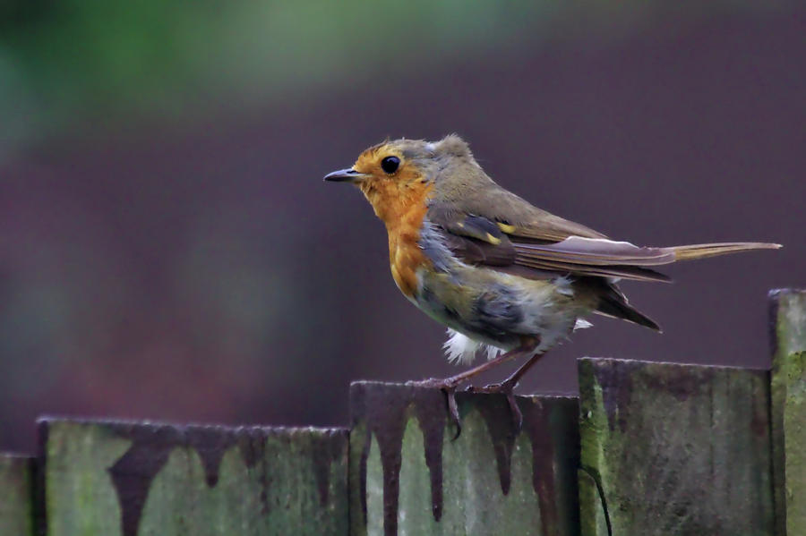 Red Robin on a Fence Photograph by Jeremy Hayden