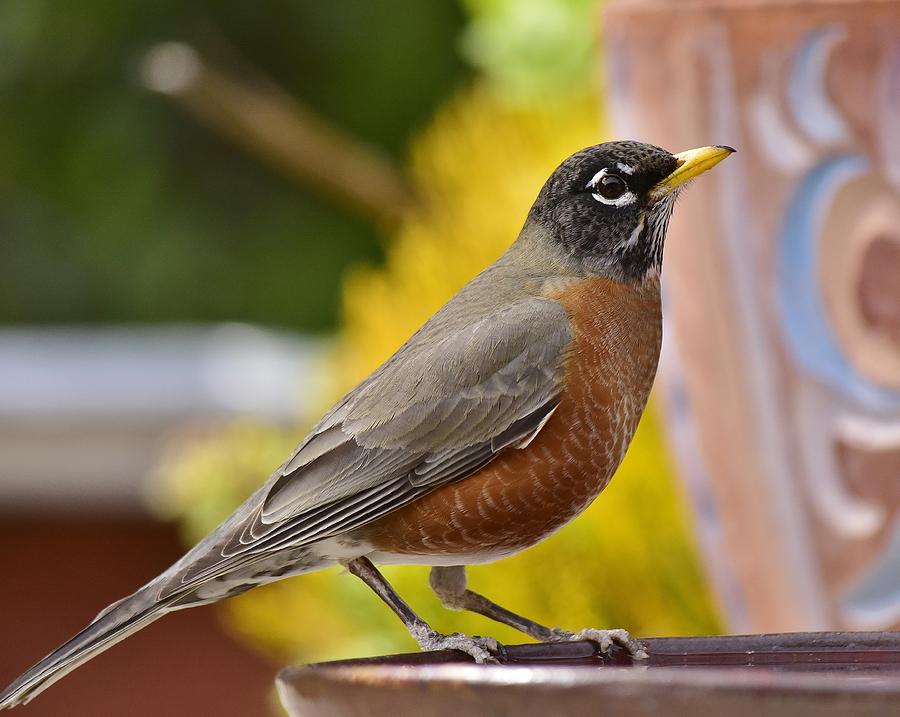Red Robin Portrait  Photograph by Linda Brody