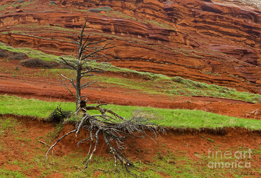 Red Rock And Tree-Signed-#8872 Photograph by J L Woody Wooden