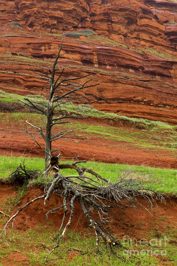 Red Rock And Tree-Signed-#8877 Photograph by J L Woody Wooden