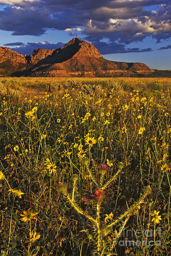 Red Rock Buttes And Wildflowers Southern Utah Photograph by Dave Welling