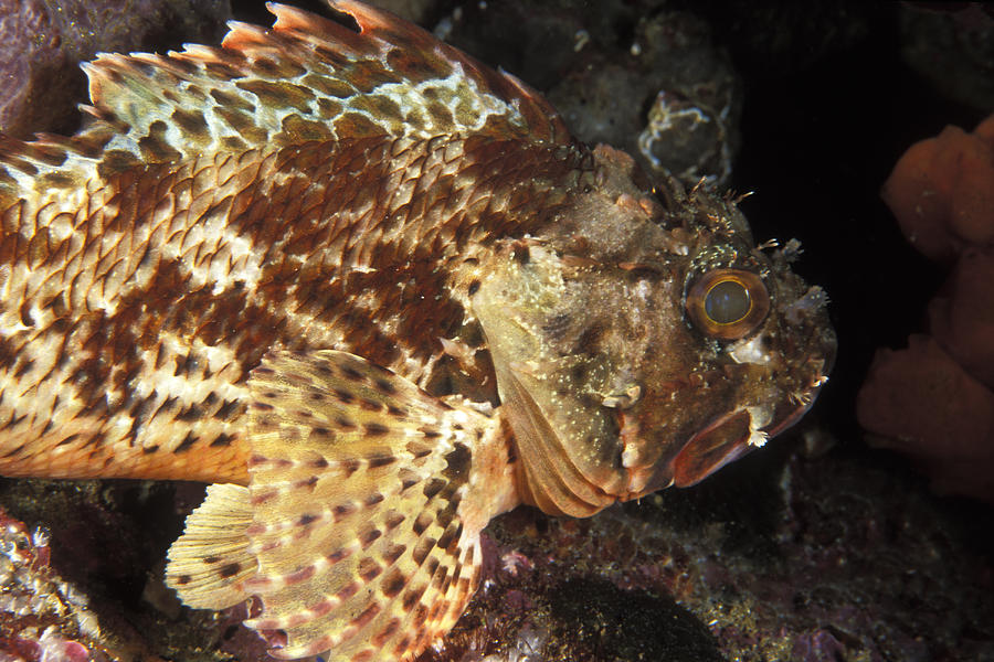 Red Rock Cod Fish Scorpaena Papillosa Photograph By James Forte red-rock-cod-fish-scorpaena-papillosa-photograph-by-james-forte