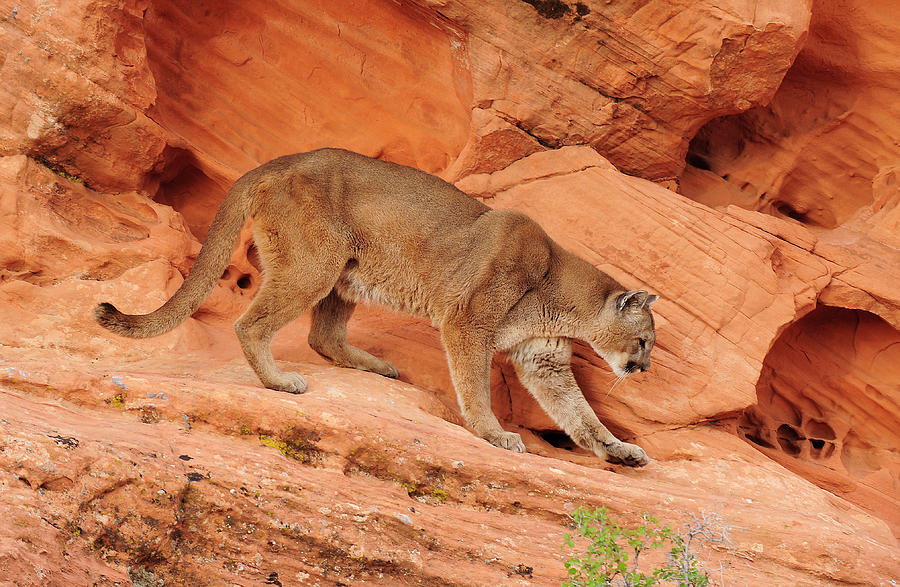 Red Rock Cougar Photograph by Dennis Hammer