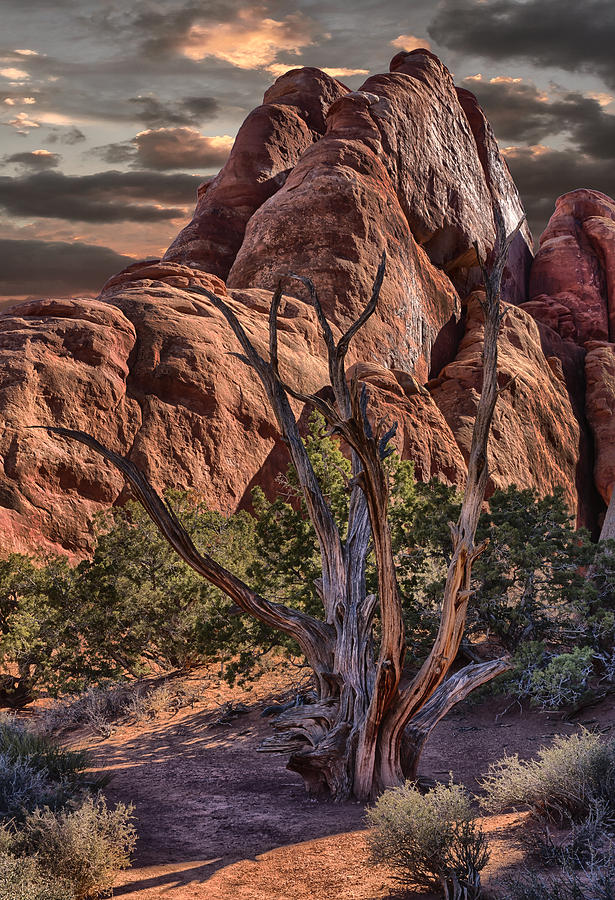 Red Rock Country Tree Photograph by Armando Picciotto