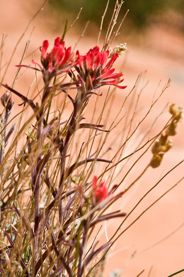 Desert Flowers Photograph - Red Rock Flowers by Chris Brannen