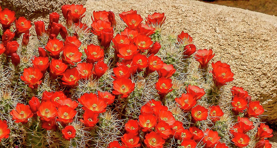Red rock flowers Photograph by Kathleen Maconachy