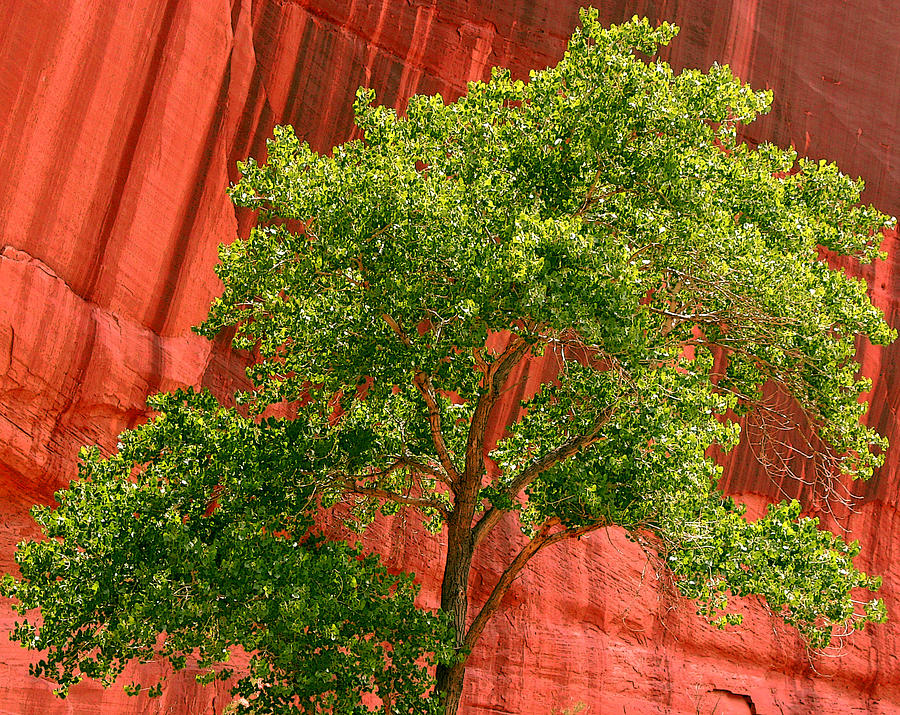 Red Rock Green Tree Photograph by Joe Kozlowski