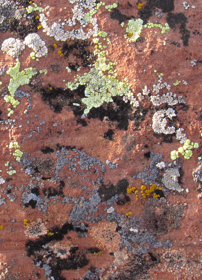 Red Rock Lichens Photograph by Joshua Bales