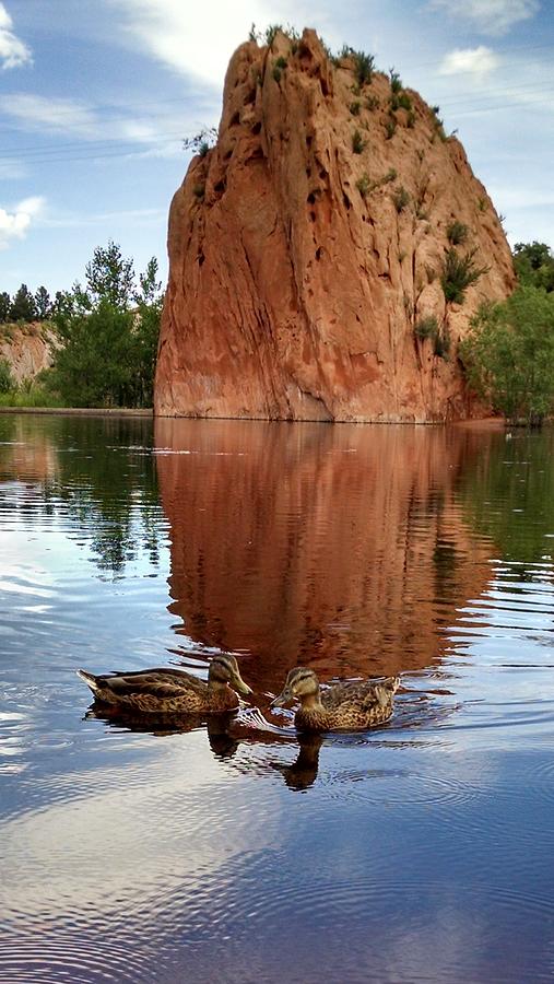 Duck Photograph - Red Rock Reflections by Jennifer Forsyth