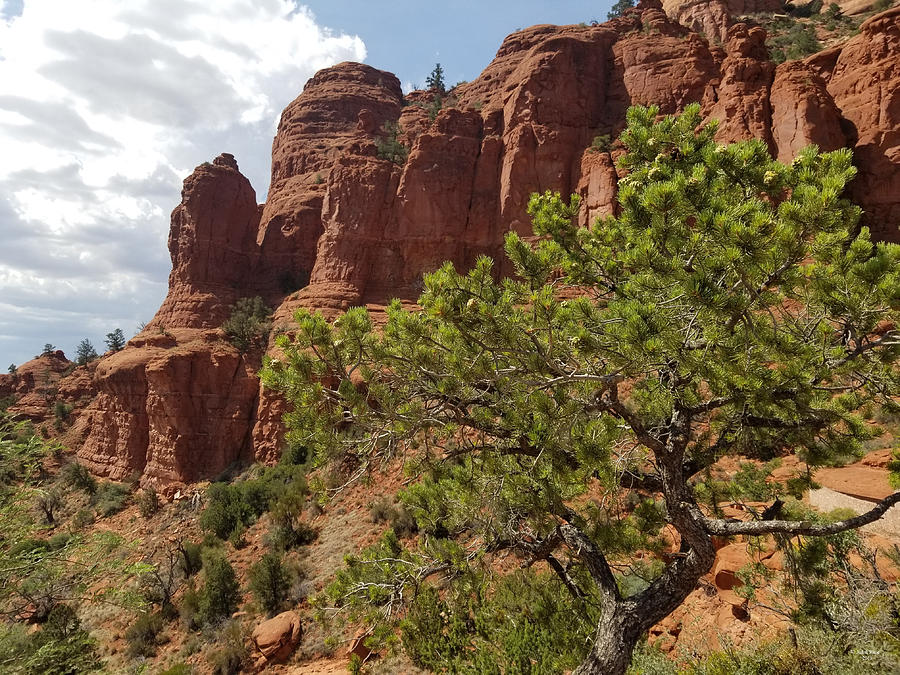 Red Rocks and Green Trees Photograph by Judith Rhue