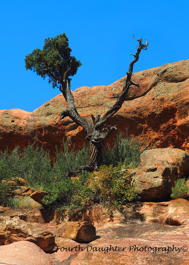 Red Rocks Tree Photograph by Diane Shirley