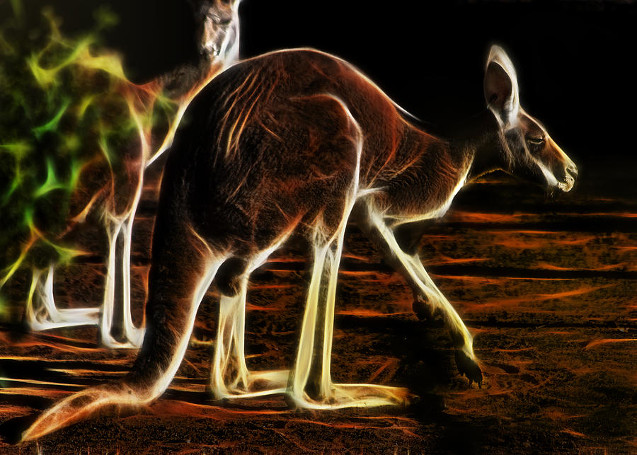 Animal Photograph - Red Roo by Miroslava Jurcik