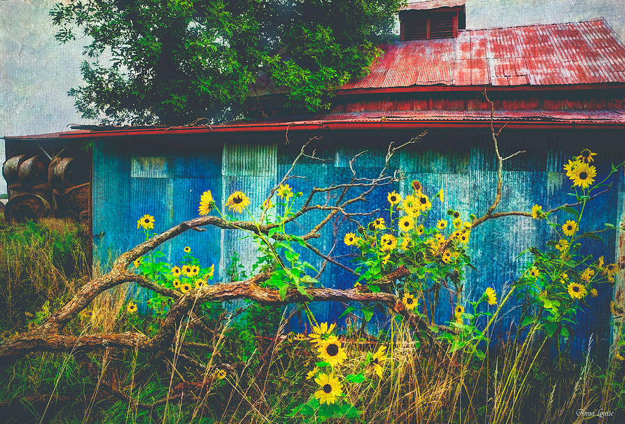 Red Roof Tin Barn and Wild Sunflowers Photograph by Anna Louise