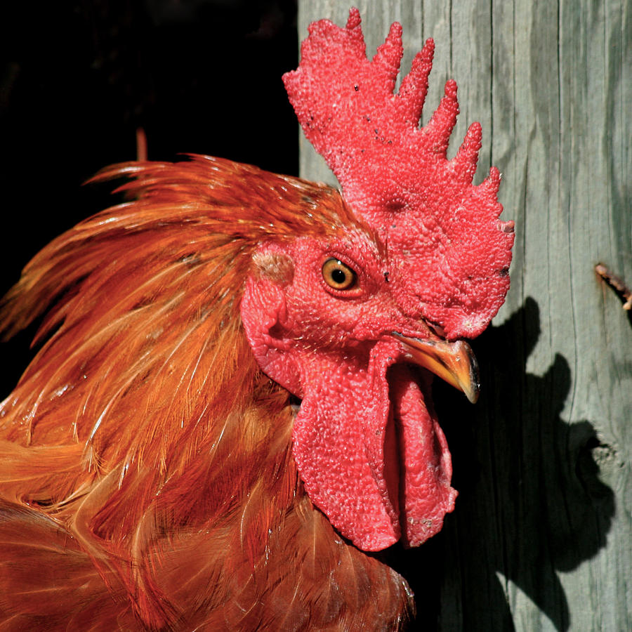 Rooster Photograph - Red Rooster by Art Block Collections