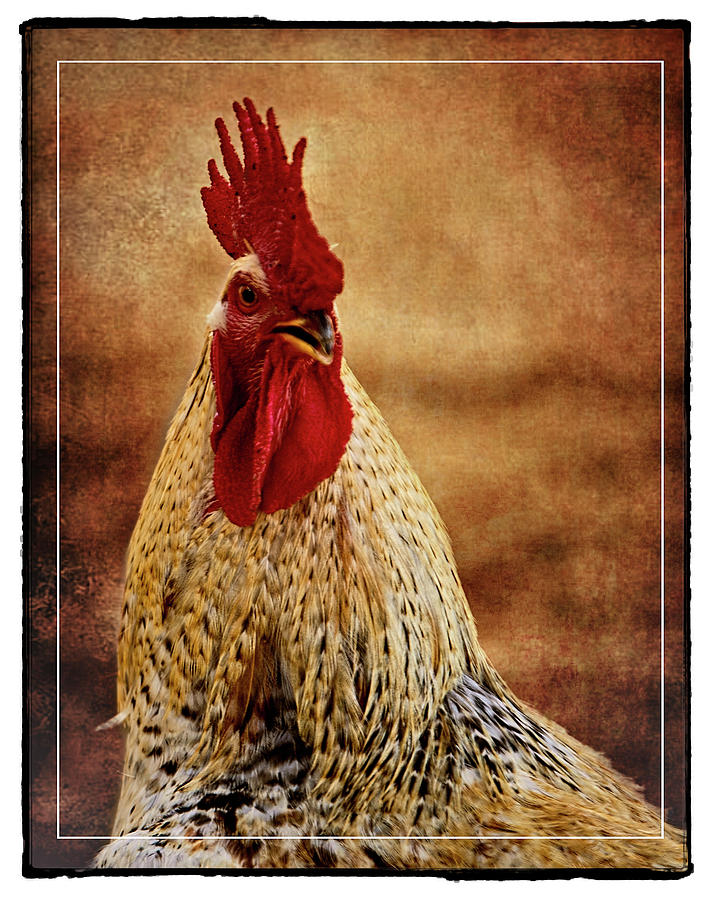 Red Rooster  Photograph by Walter Herrit