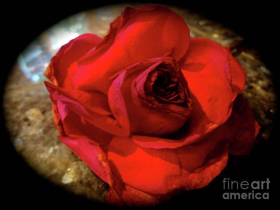 Red Rose 111 Painting by Jenny Lee