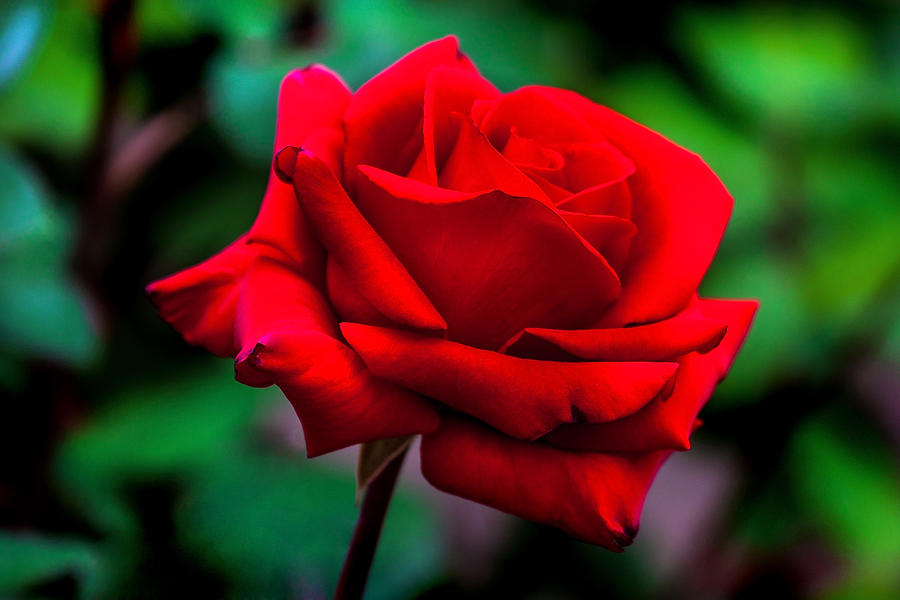 Spring Photograph - Red Rose 2 by Az Jackson