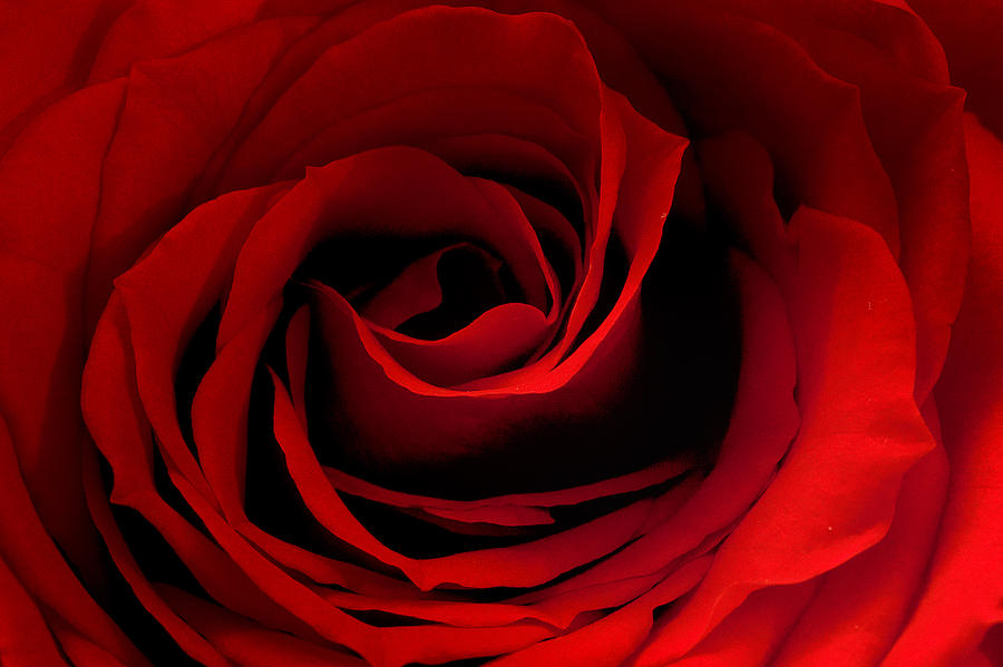 Red Rose 2 Photograph by Joni Eskridge