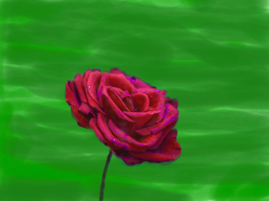 Red Rose 2014 Photograph