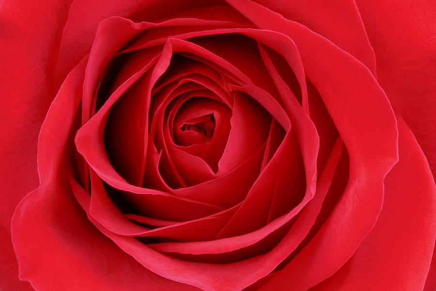 Red Rose - 23567 Photograph by David R Mann