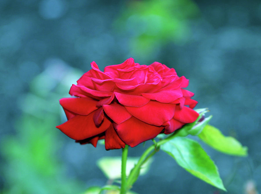 Red Rose 2570 H_2 Photograph