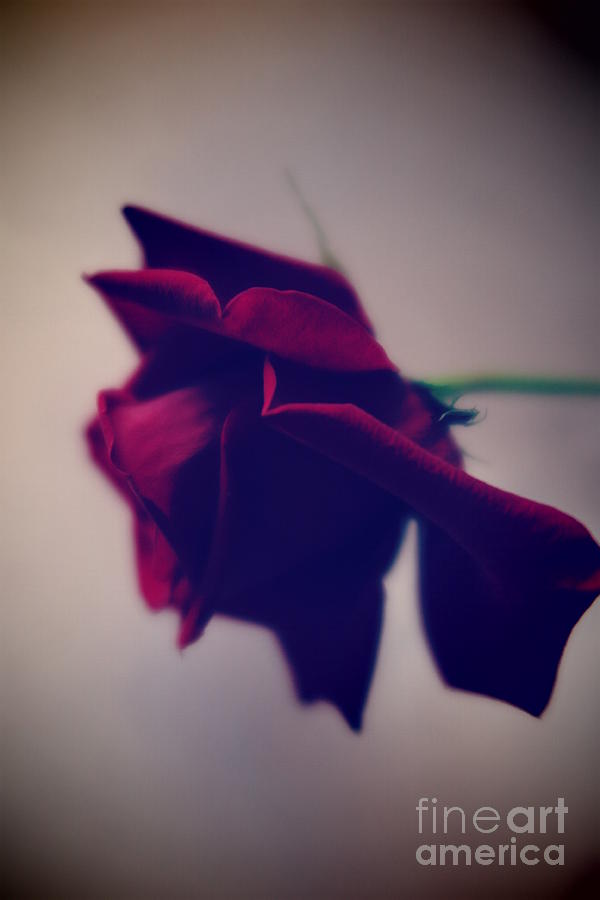 Red Rose Abstract 1 Photograph by Tara Shalton