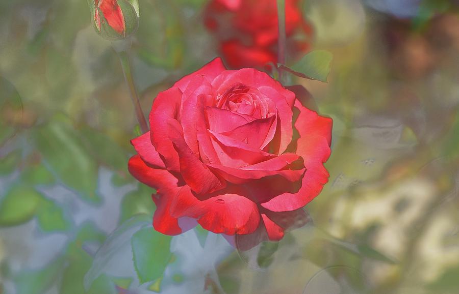 Valentines Day Digital Art - Red Rose Abstract I by Linda Brody