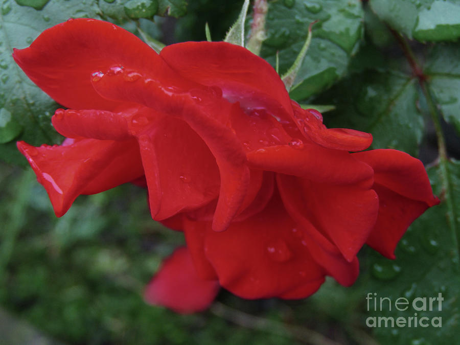 Red Rose After Rain Photograph by Kim Tran