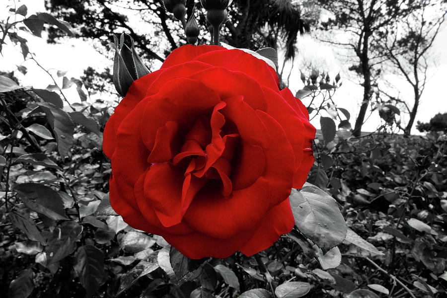 Rose Photograph - Blood Red Rose  by Aidan Moran