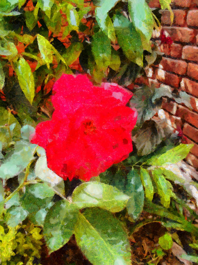 Red rose and brick wall Photograph by Ashish Agarwal