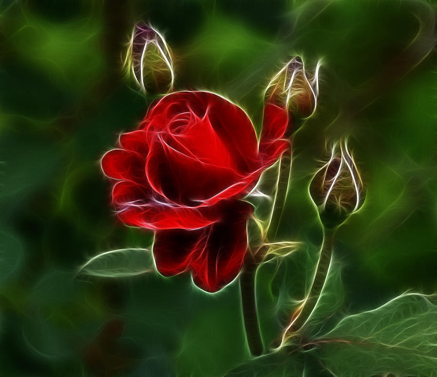 Red Rose and Buds Photograph by Sandy Keeton