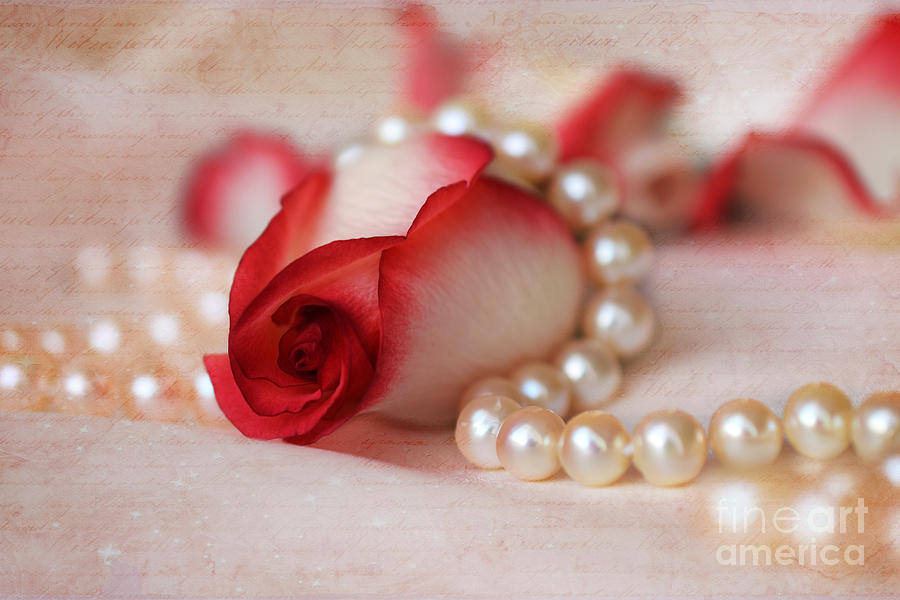 Still Life Photograph - Red and White Rose Bud with Strand of Pearls by Teresa Zieba