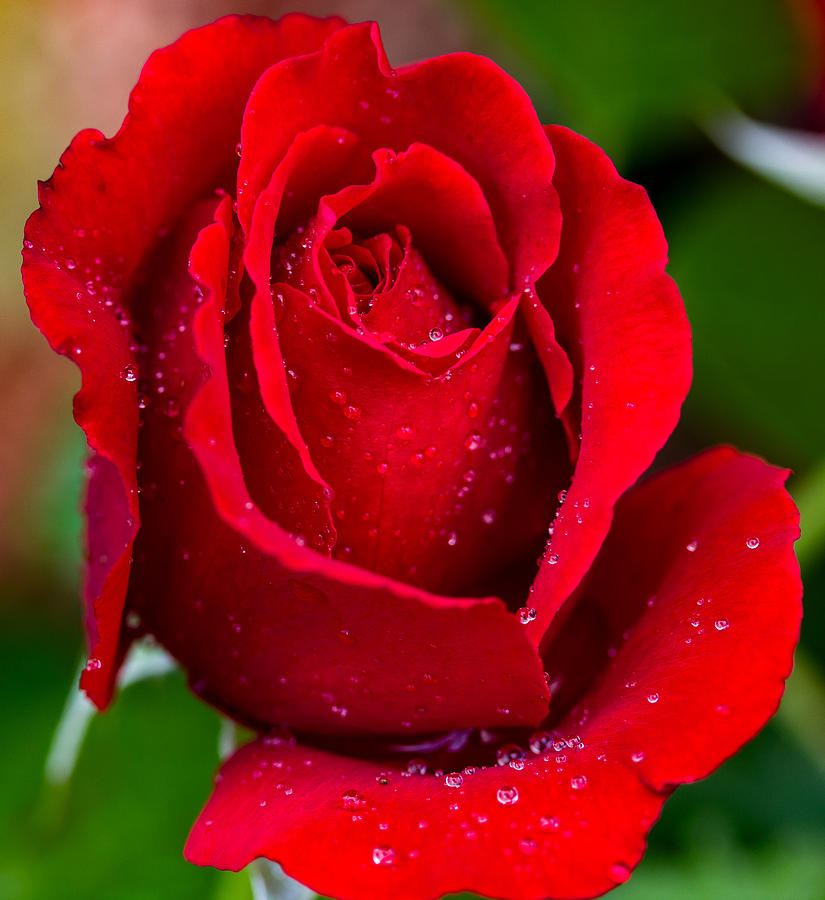 Nature Photograph - Red Rose and Raindrops 1 by Mo Barton