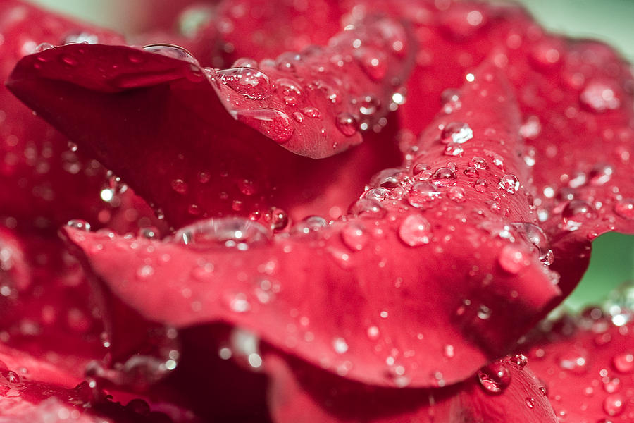 Valentines Day Photograph - Raindrops on Red Rose by Terry Walsh