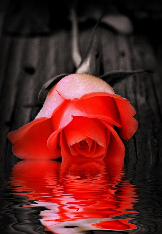 Red rose and reflection Digital Art by Lilia S