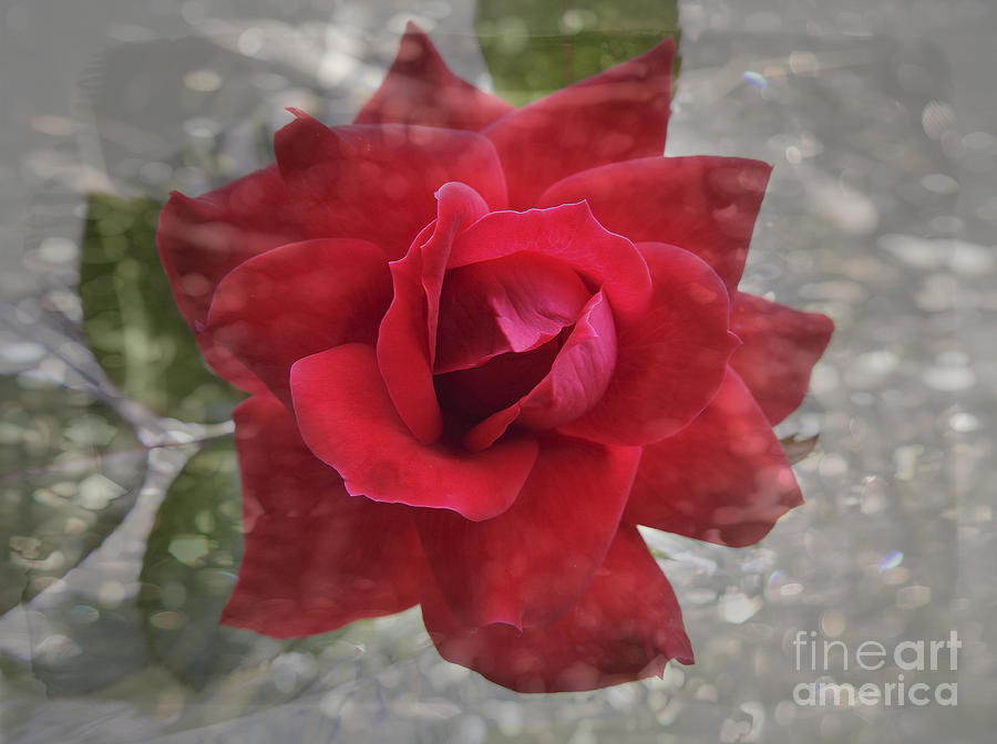 Nature Photograph -  Red Rose and Sparkle by Ella Kaye Dickey