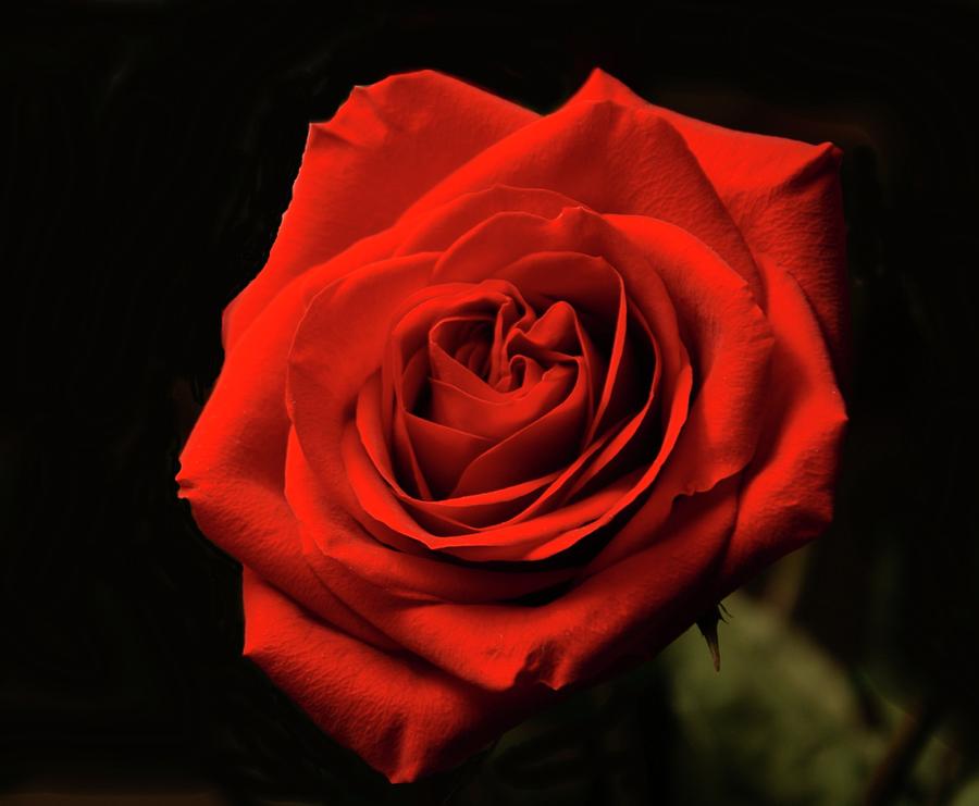 Red Rose At Night Photograph By Rick Friedle