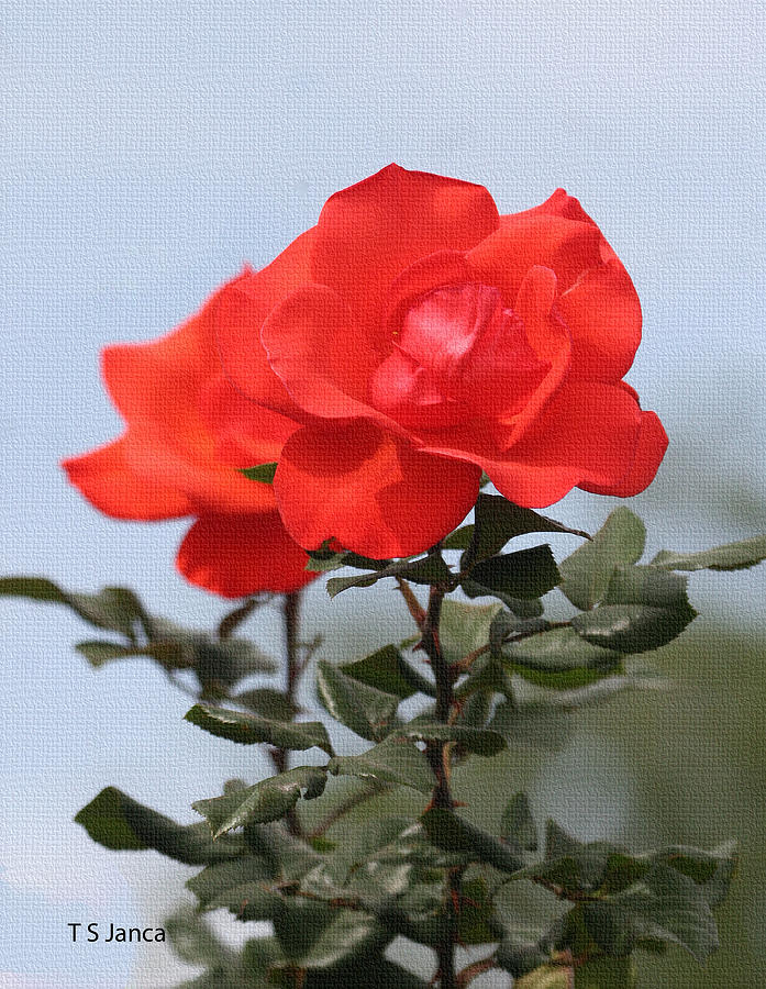 Red Rose At Payson Arizona Photograph by Tom Janca