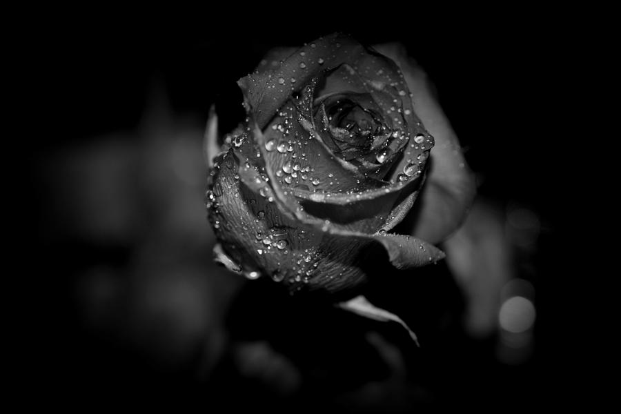 Red Rose B/w 000009 Photograph by Paul Gavin - Fine Art America